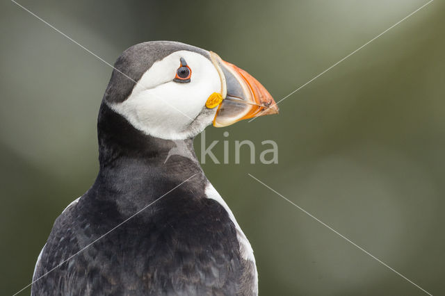 Atlantic Puffin (Fratercula arctica)