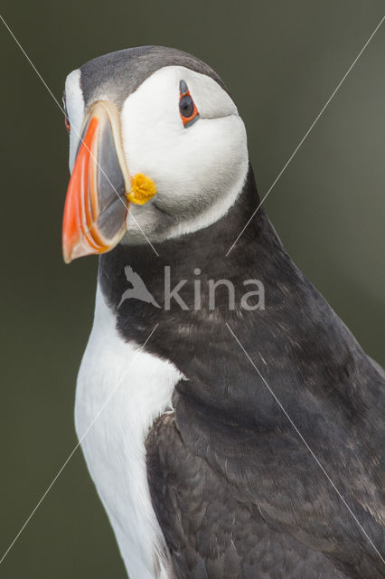 Atlantic Puffin (Fratercula arctica)