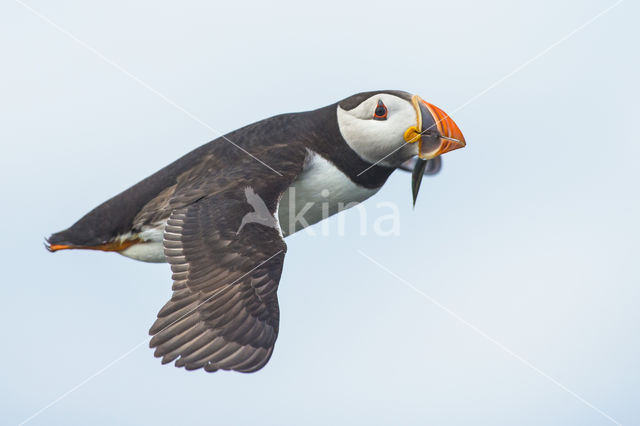 Atlantic Puffin (Fratercula arctica)