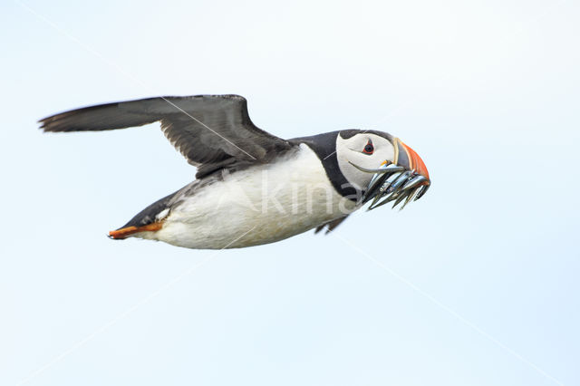 Atlantic Puffin (Fratercula arctica)