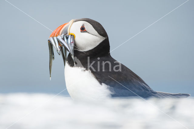 Atlantic Puffin (Fratercula arctica)