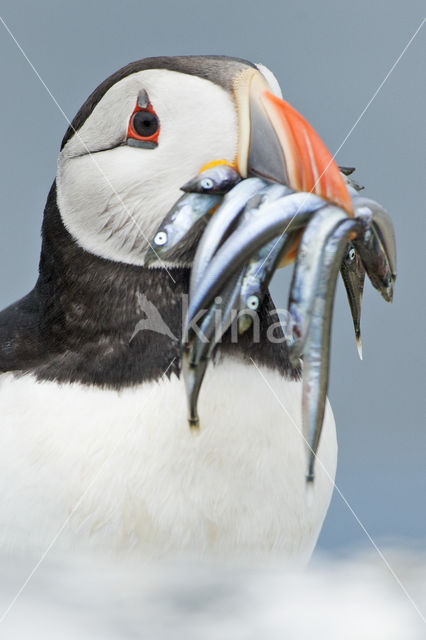 Atlantic Puffin (Fratercula arctica)