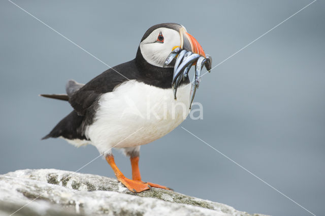 Atlantic Puffin (Fratercula arctica)