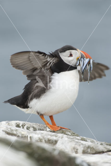 Atlantic Puffin (Fratercula arctica)