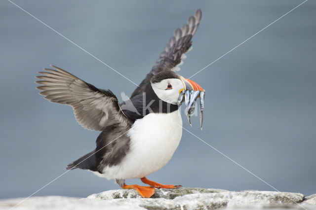 Atlantic Puffin (Fratercula arctica)