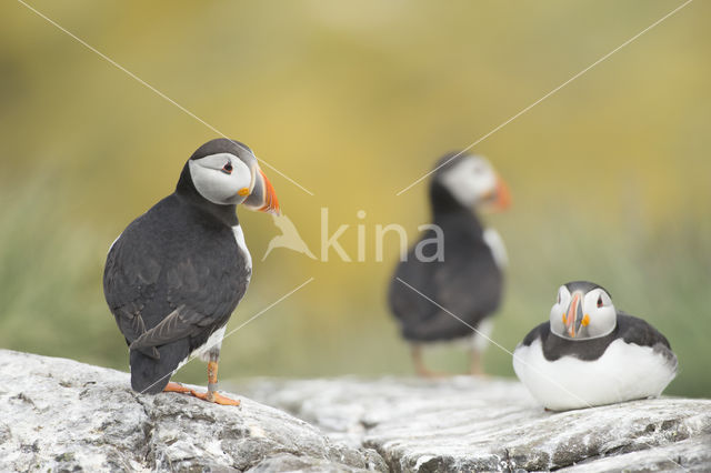 Atlantic Puffin (Fratercula arctica)