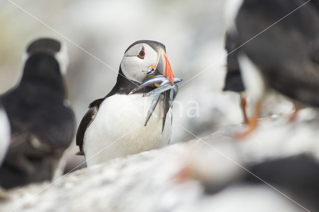 Atlantic Puffin (Fratercula arctica)