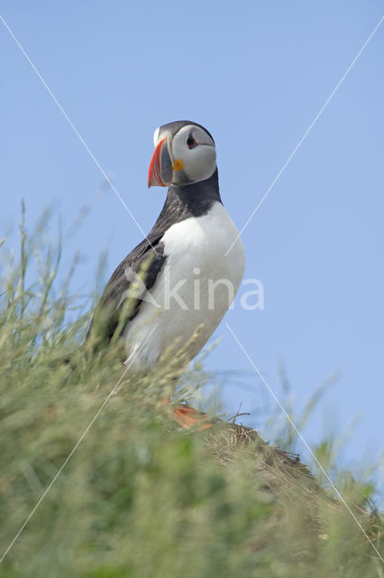 Atlantic Puffin (Fratercula arctica)