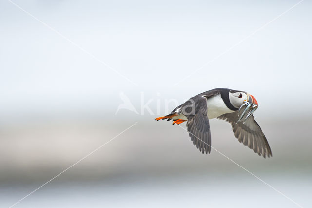 Atlantic Puffin (Fratercula arctica)