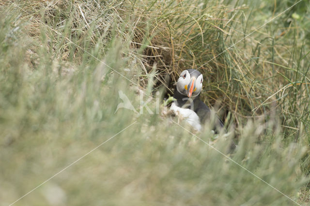 Atlantic Puffin (Fratercula arctica)