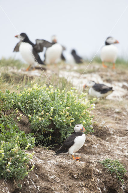 Atlantic Puffin (Fratercula arctica)