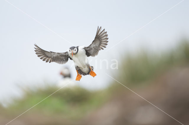 Atlantic Puffin (Fratercula arctica)