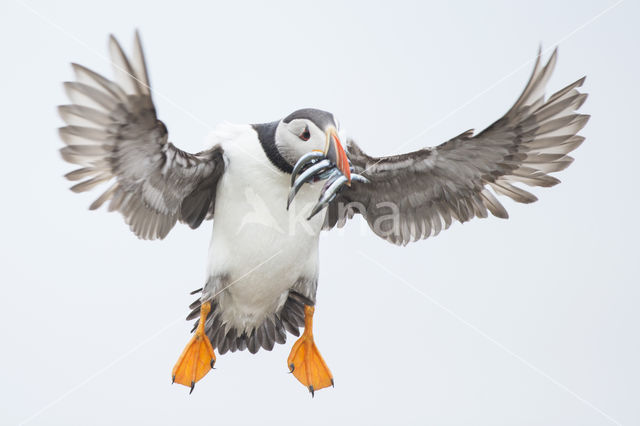 Atlantic Puffin (Fratercula arctica)