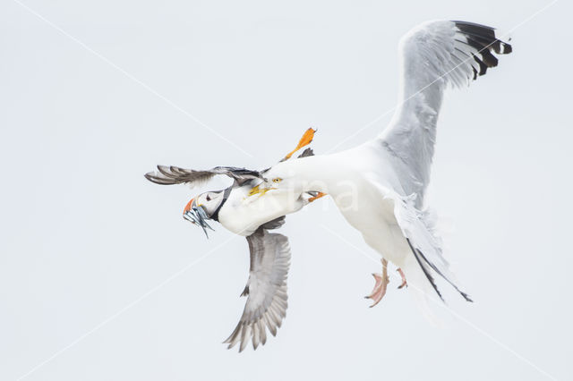 Atlantic Puffin (Fratercula arctica)