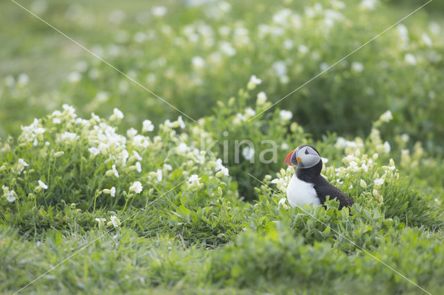 Atlantic Puffin (Fratercula arctica)