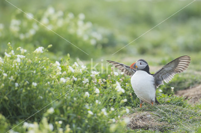 Atlantic Puffin (Fratercula arctica)