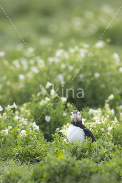 Atlantic Puffin (Fratercula arctica)