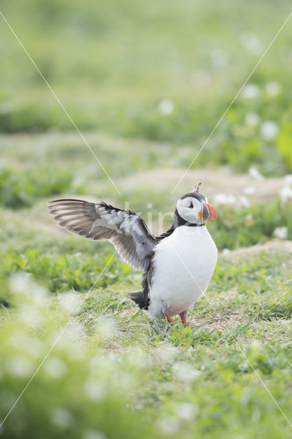 Atlantic Puffin (Fratercula arctica)