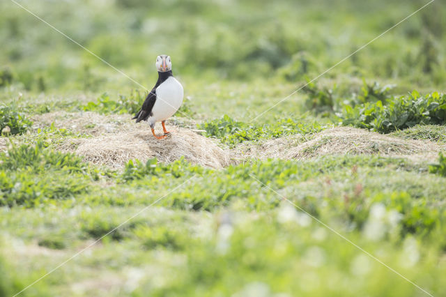 Atlantic Puffin (Fratercula arctica)