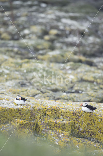 Atlantic Puffin (Fratercula arctica)