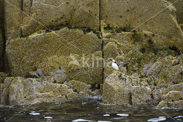 Atlantic Puffin (Fratercula arctica)