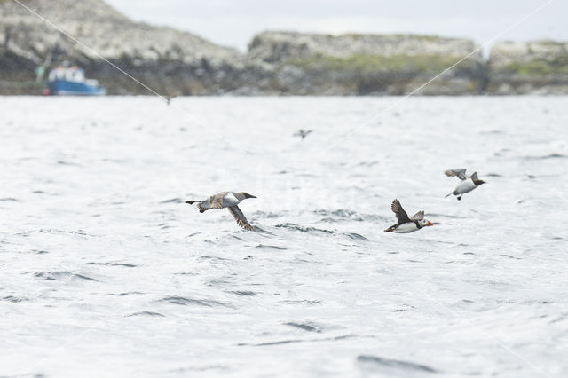 Papegaaiduiker (Fratercula arctica)