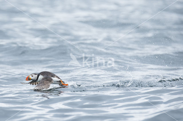 Atlantic Puffin (Fratercula arctica)