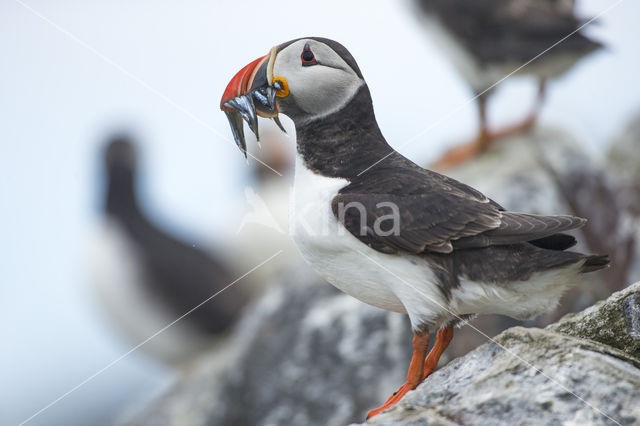 Atlantic Puffin (Fratercula arctica)