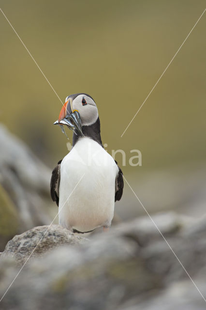 Atlantic Puffin (Fratercula arctica)