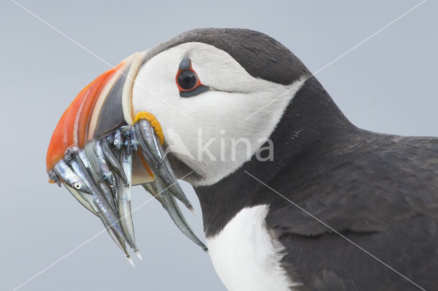 Atlantic Puffin (Fratercula arctica)