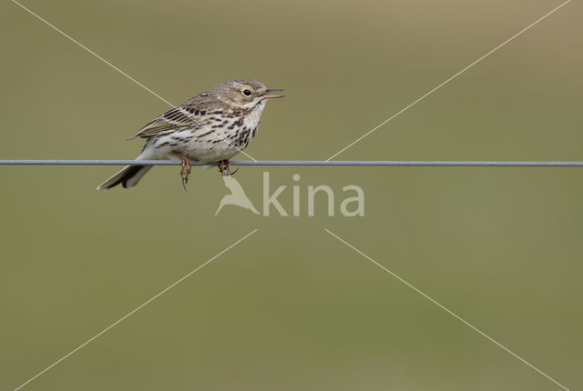 Graspieper (Anthus pratensis)