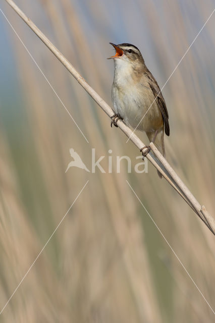 Sedge Warbler (Acrocephalus schoenobaenus)