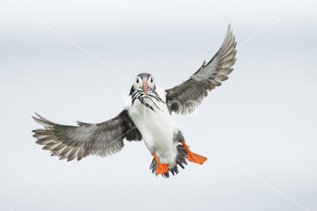 Atlantic Puffin (Fratercula arctica)