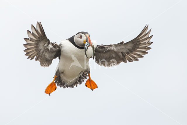 Atlantic Puffin (Fratercula arctica)