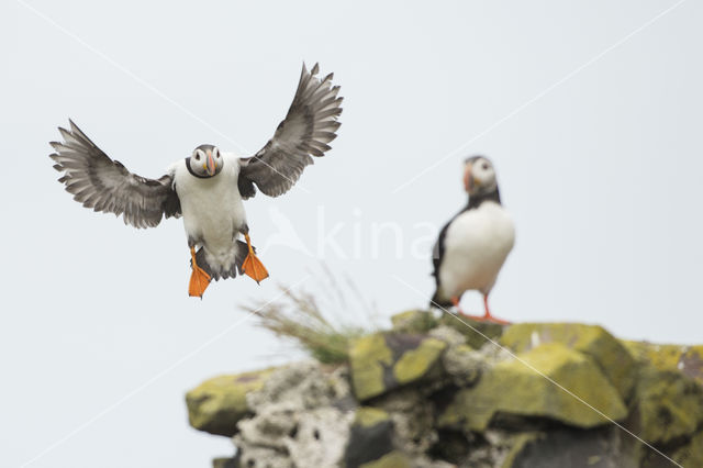 Atlantic Puffin (Fratercula arctica)