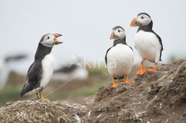 Atlantic Puffin (Fratercula arctica)