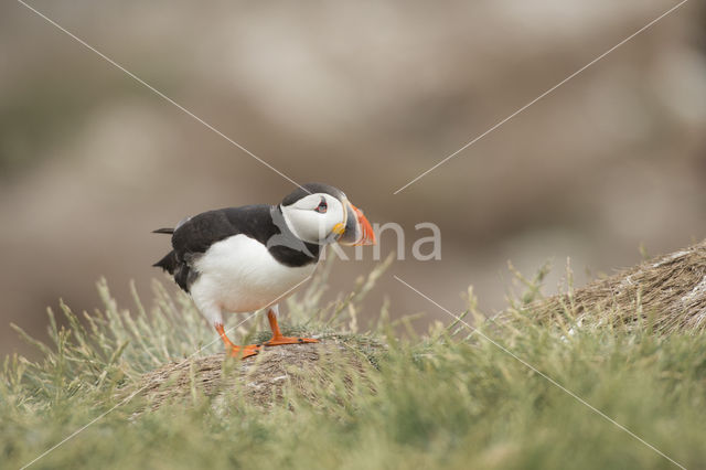 Atlantic Puffin (Fratercula arctica)