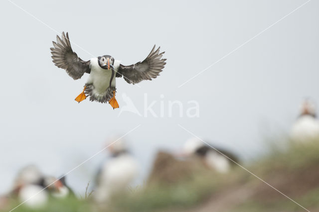 Atlantic Puffin (Fratercula arctica)