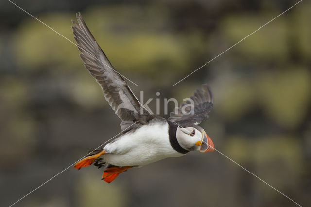 Atlantic Puffin (Fratercula arctica)