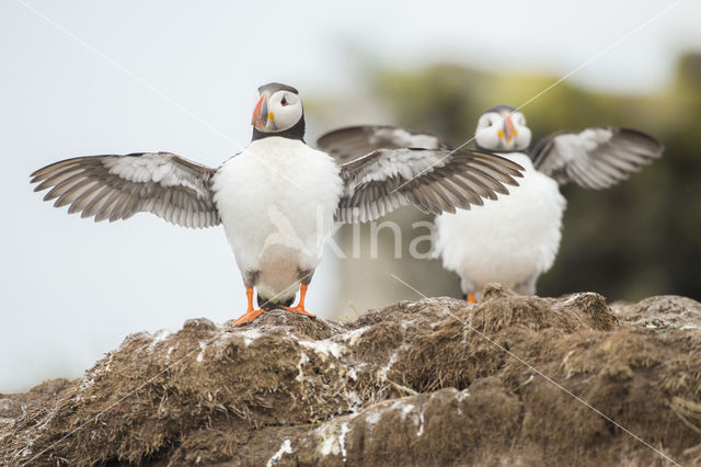 Atlantic Puffin (Fratercula arctica)