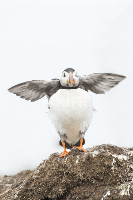 Atlantic Puffin (Fratercula arctica)