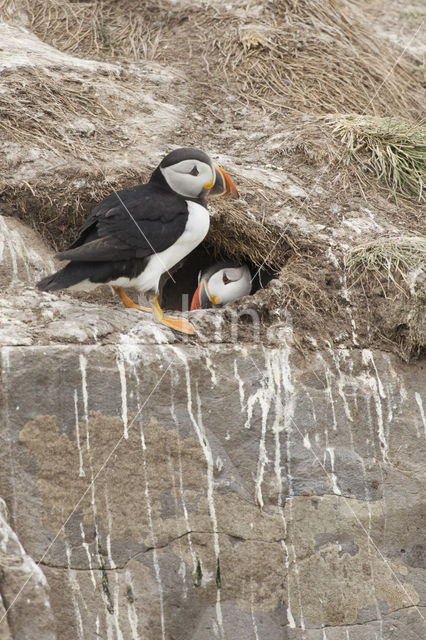 Atlantic Puffin (Fratercula arctica)