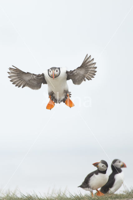 Atlantic Puffin (Fratercula arctica)