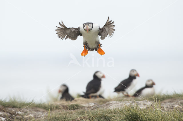 Atlantic Puffin (Fratercula arctica)