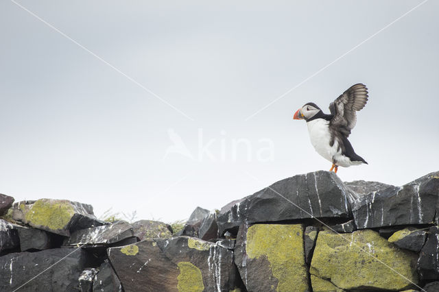 Atlantic Puffin (Fratercula arctica)