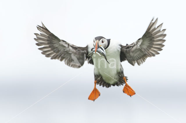 Atlantic Puffin (Fratercula arctica)