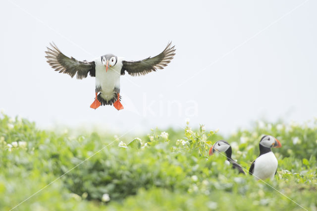 Atlantic Puffin (Fratercula arctica)