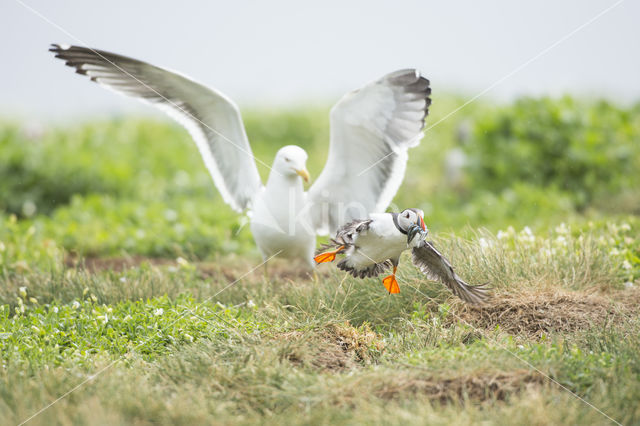 Atlantic Puffin (Fratercula arctica)