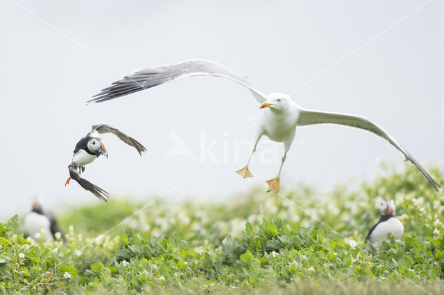 Atlantic Puffin (Fratercula arctica)