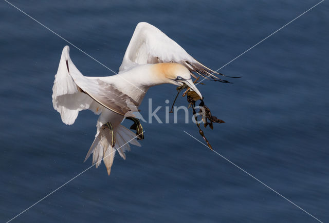 Northern Gannet (Morus bassanus)